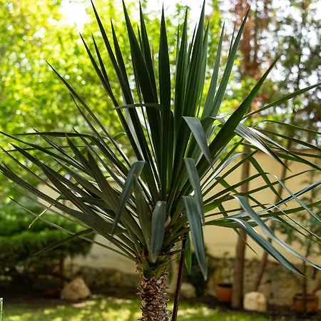 костадинов Affittacamere Varna