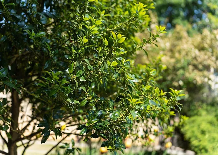 костадинов فارنا